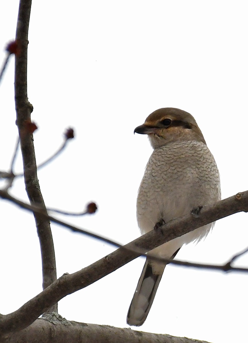 Northern Shrike - ML289605541