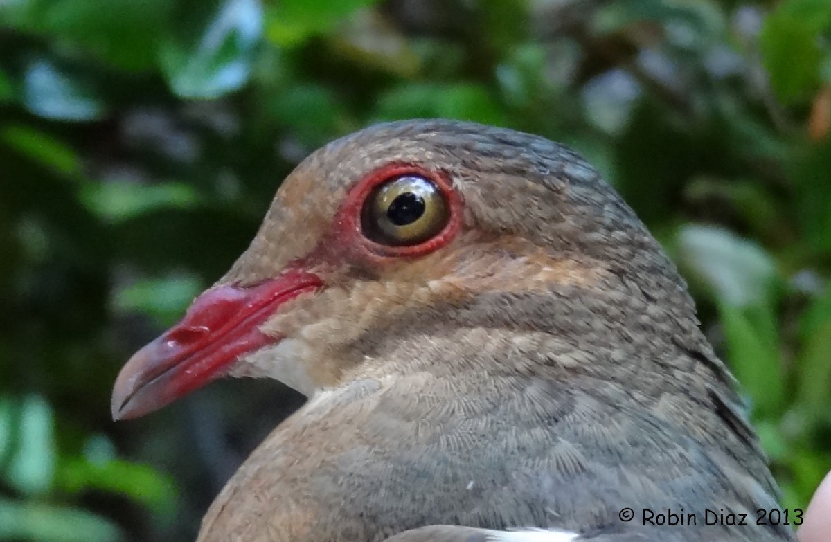 Ruddy Quail-Dove - Robin Diaz