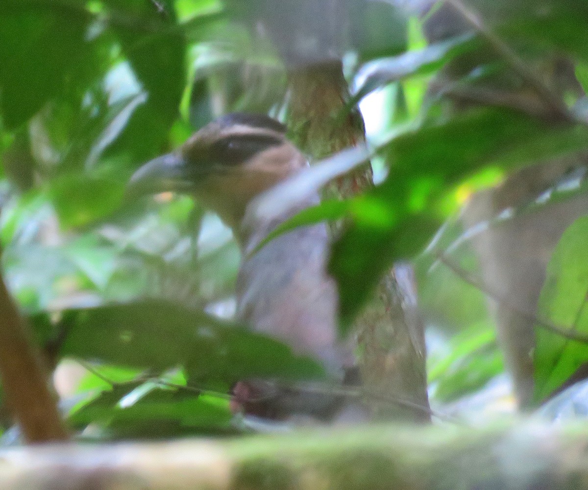 Scaled Ground-Cuckoo - ML289605621