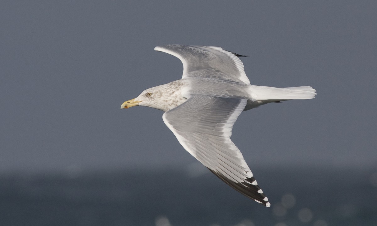 Herring Gull (American) - Brian Sullivan