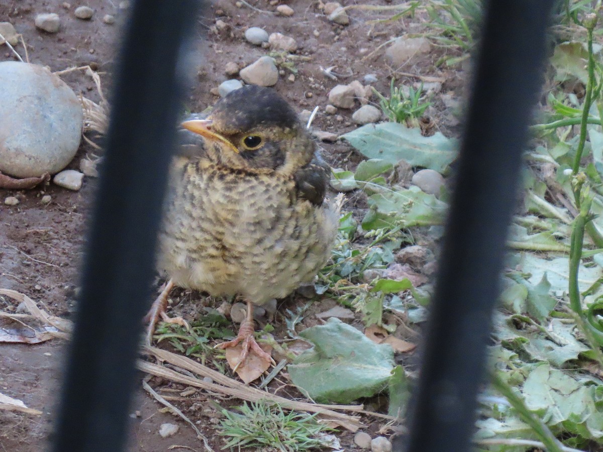 Austral Thrush - Gabriela Contreras Buvinić