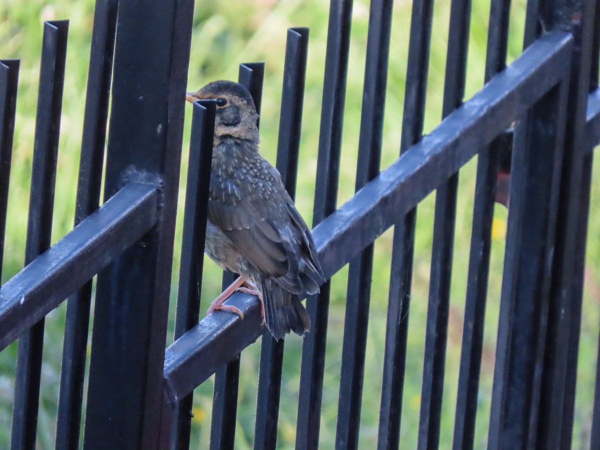 Austral Thrush - ML289607971