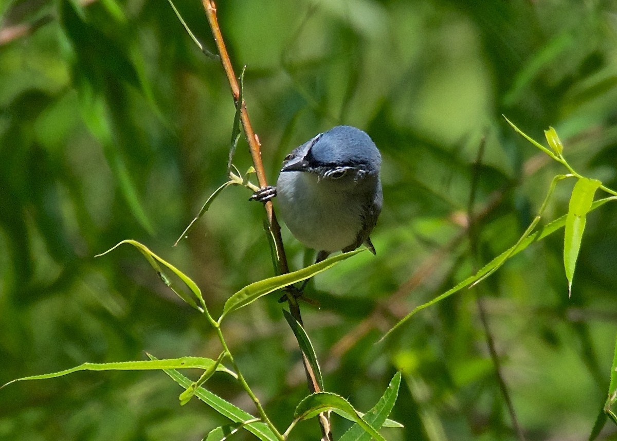 Blue-gray Gnatcatcher - ML28960851