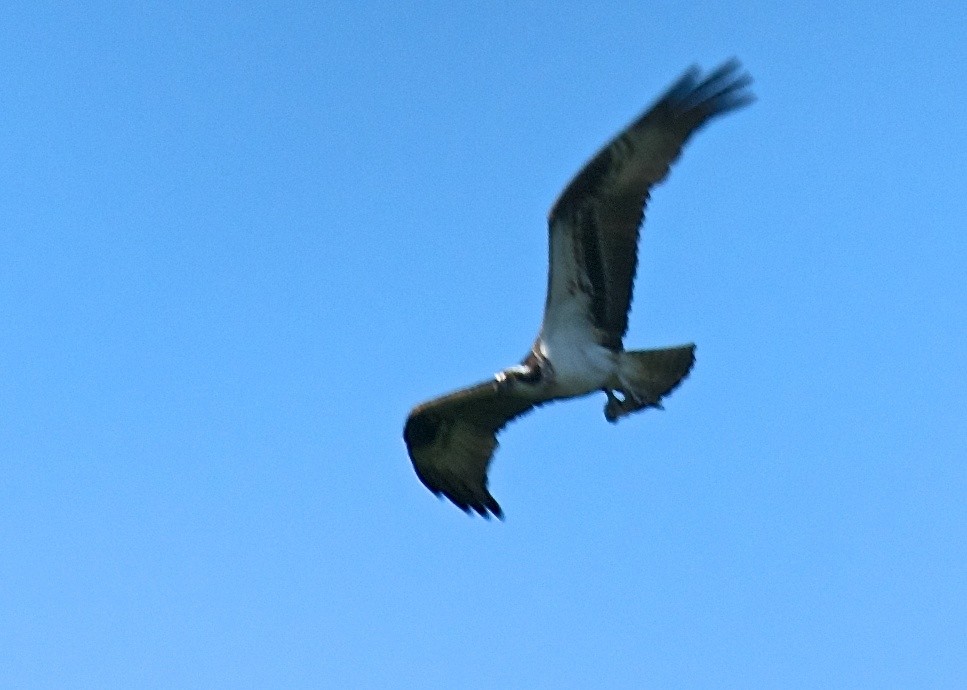 Osprey - ML28960991