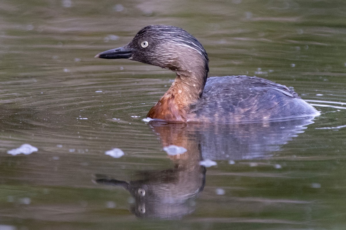 New Zealand Grebe - ML289610021