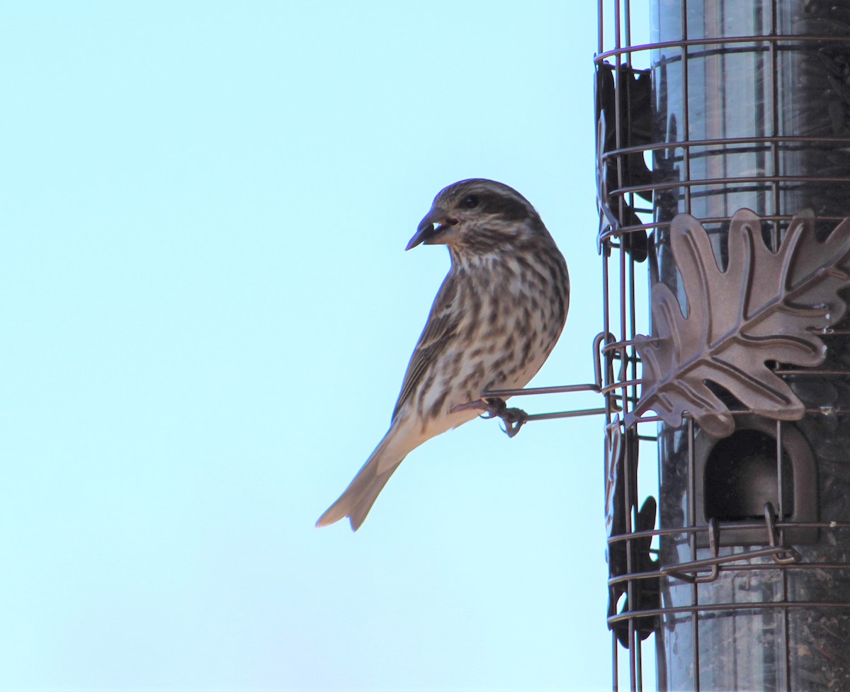 Purple Finch - ML289610141