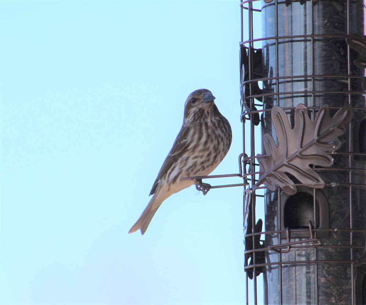 Purple Finch - ML289610271
