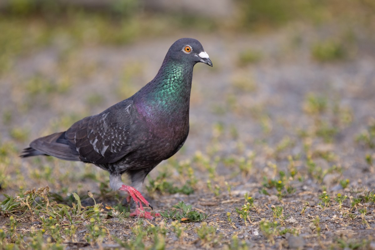 Rock Pigeon (Feral Pigeon) - Shaun Lee