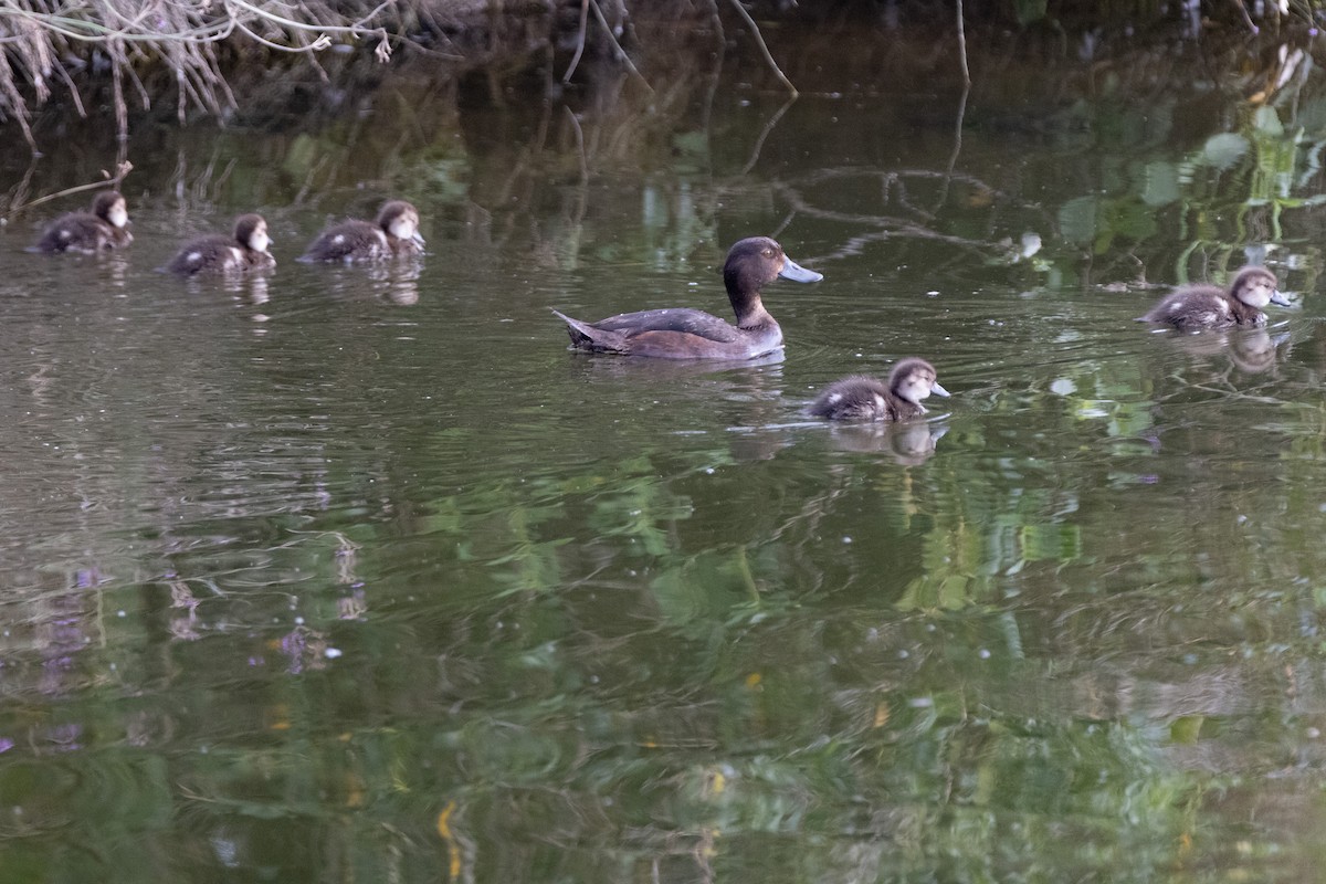 New Zealand Scaup - Shaun Lee