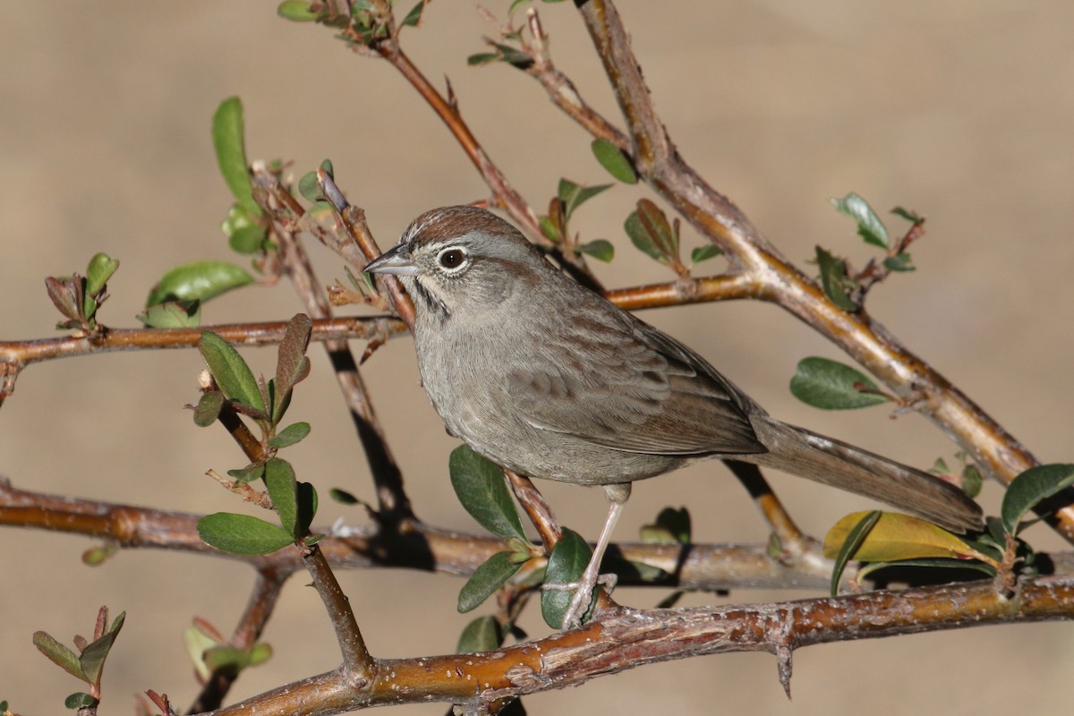 Rufous-crowned Sparrow - ML289611611