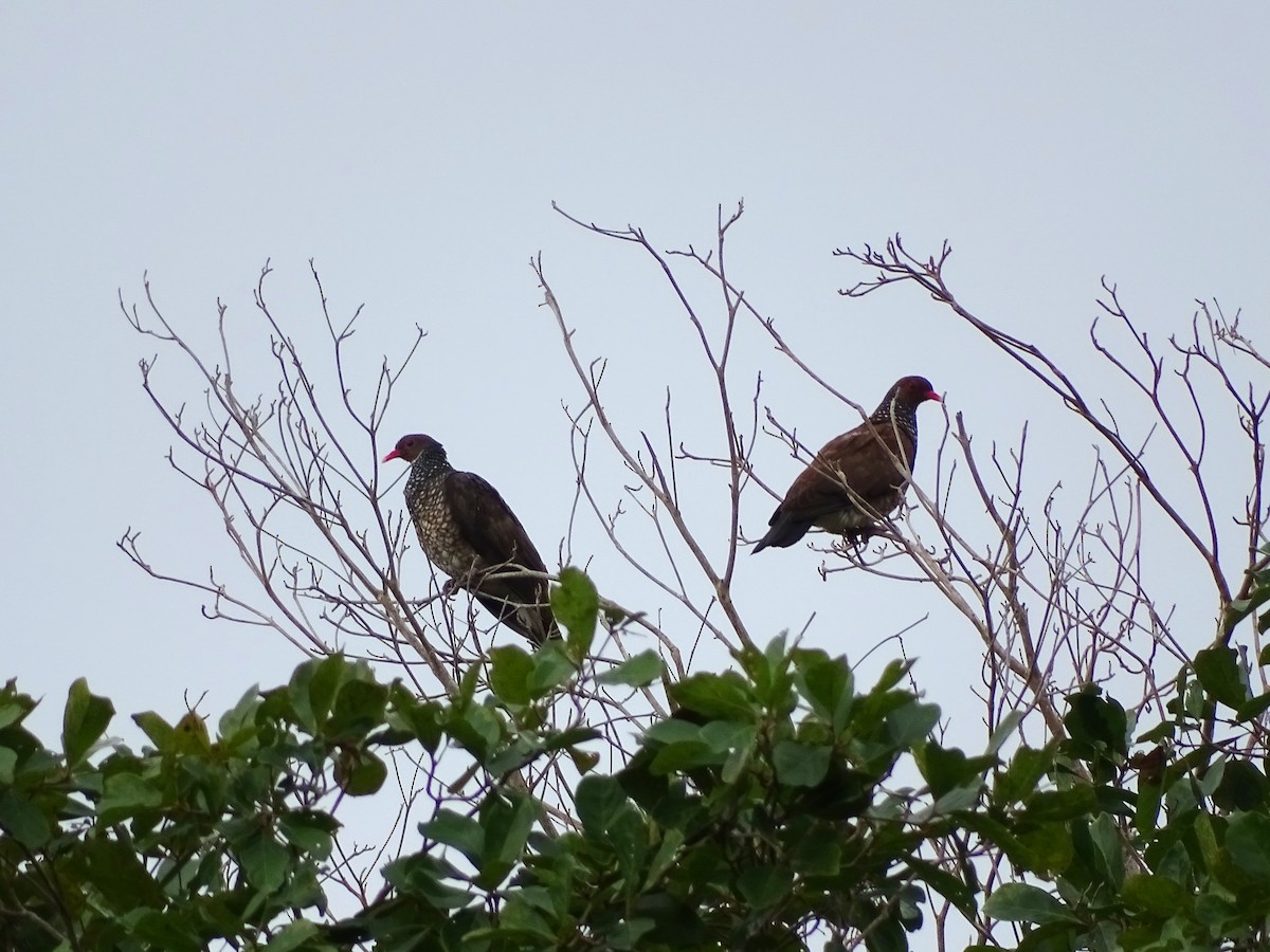 Pigeon ramiret - ML289611951