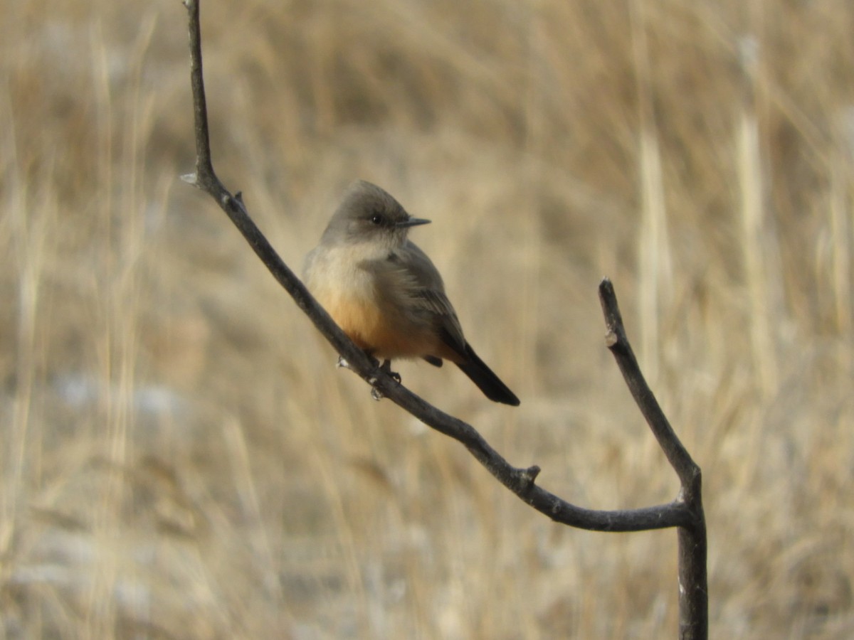 Say's Phoebe - Jay Breidt