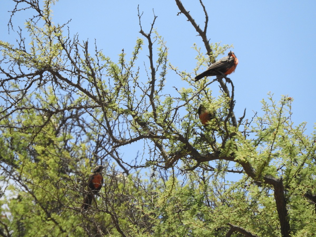 Long-tailed Meadowlark - ML289615701