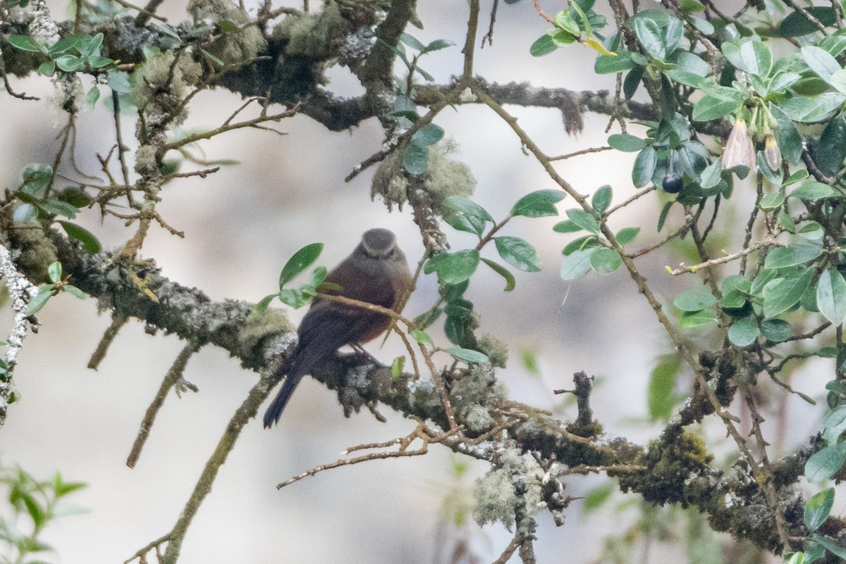 Brown-backed Chat-Tyrant - ML289615821