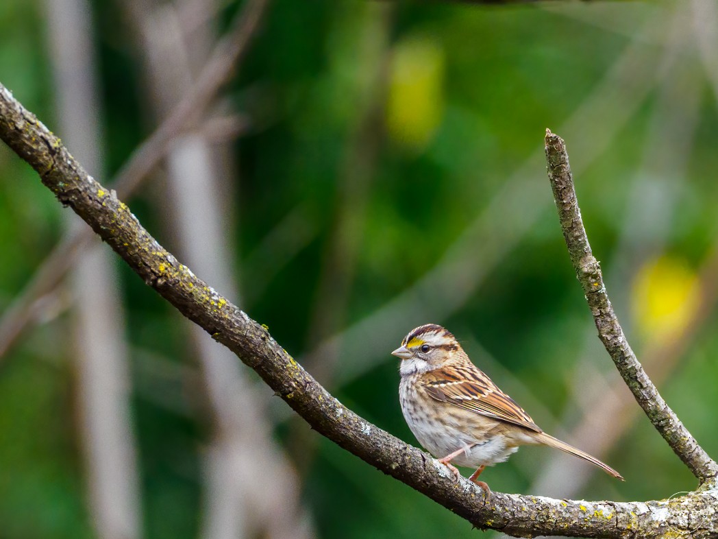 White-throated Sparrow - ML289616271