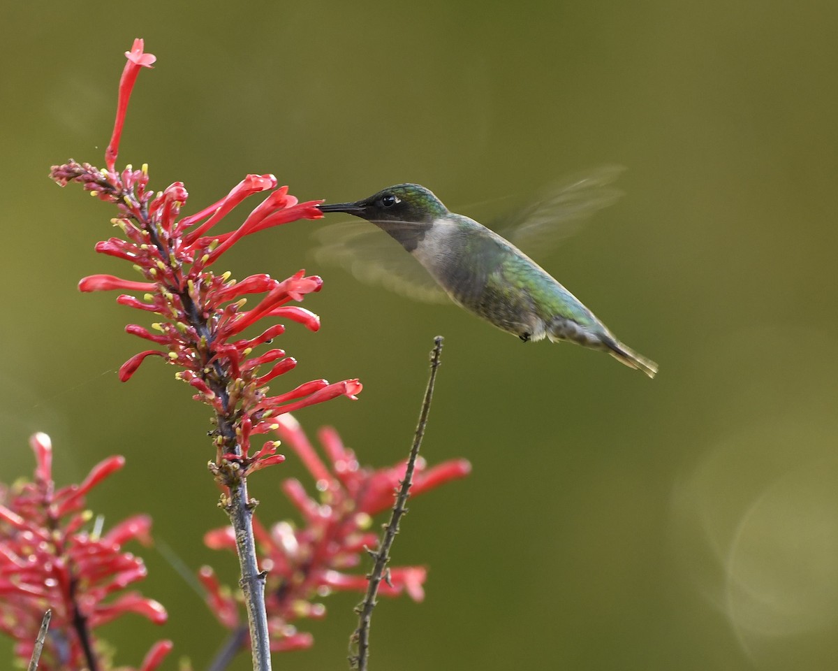 Ruby-throated Hummingbird - ML289616961