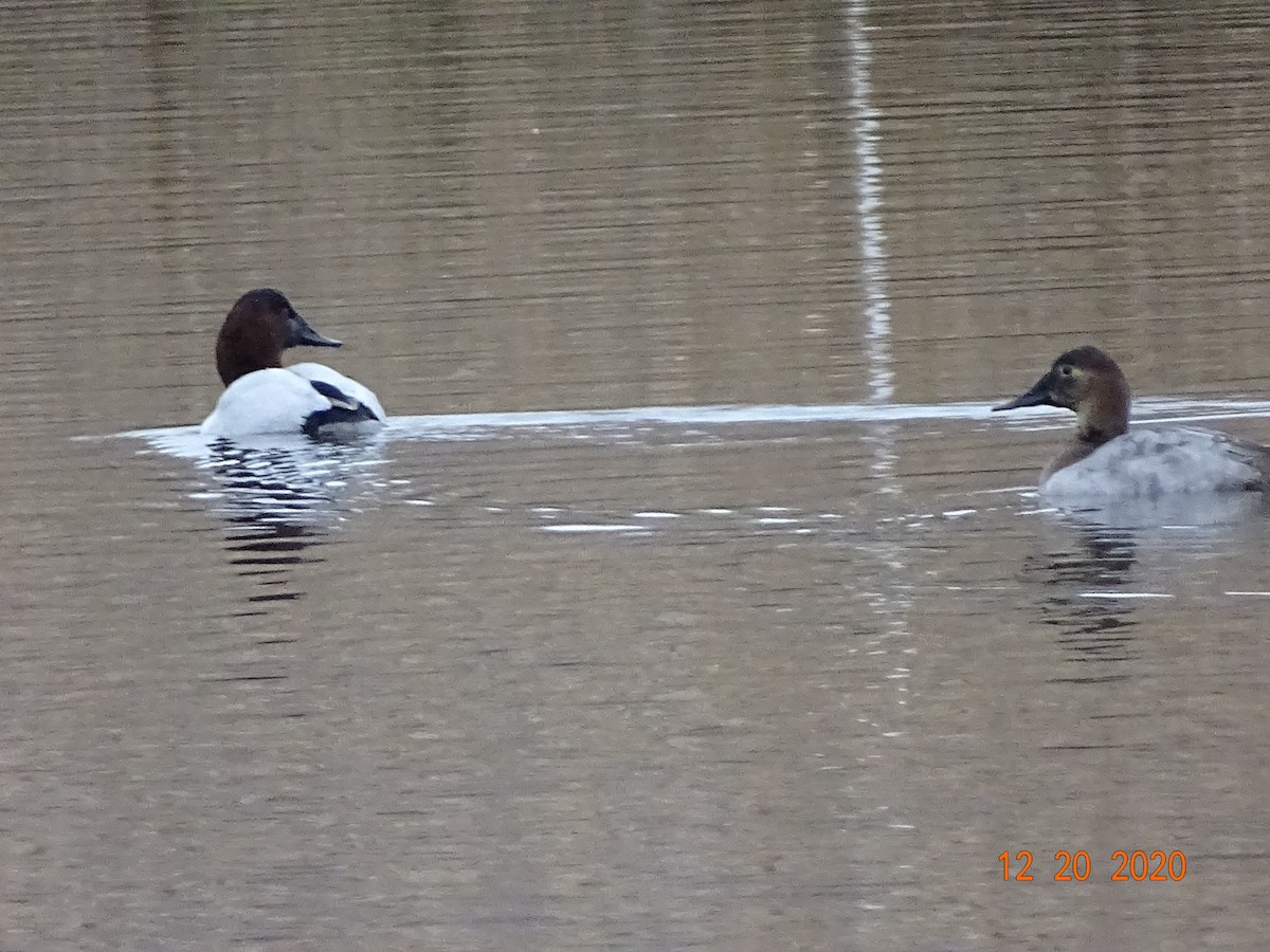 Canvasback - ML289618271