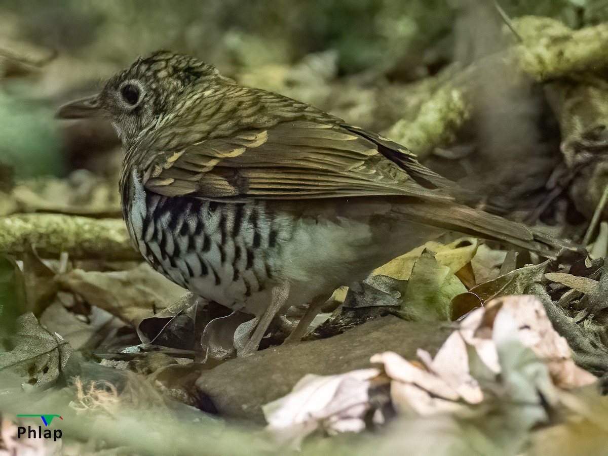 Russet-tailed Thrush - ML289618481