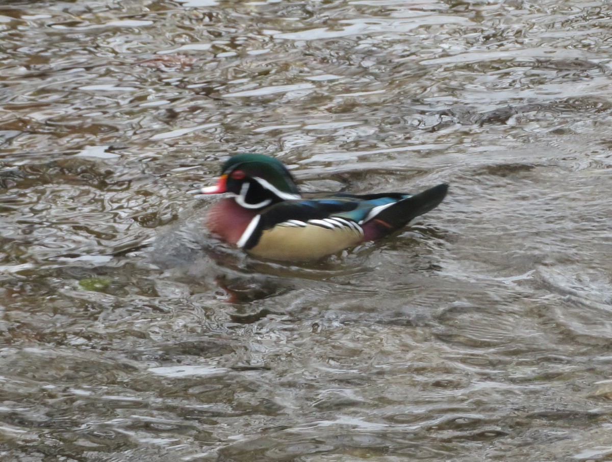 Orman Ördeği - ML289619611