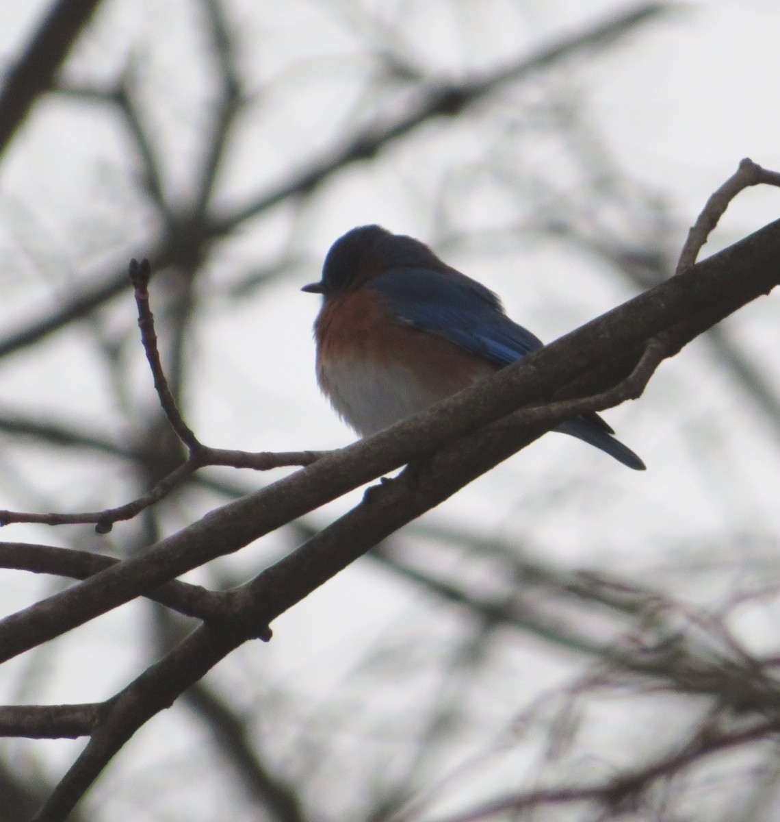 Doğulu Mavi Ardıç - ML289619751