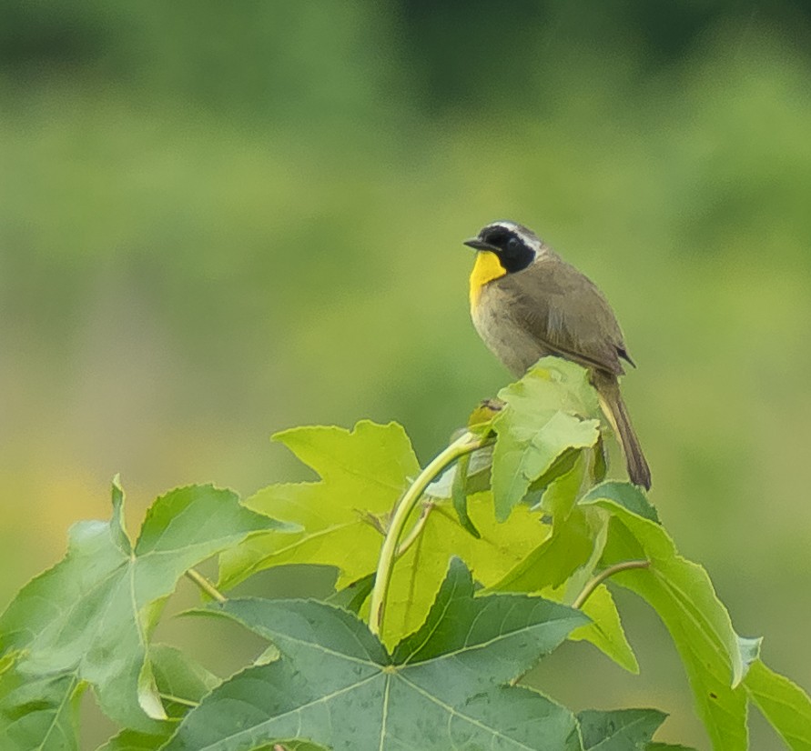 Common Yellowthroat - Peter Quadarella