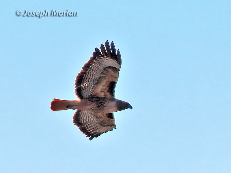 Red-tailed Hawk - Joseph Morlan