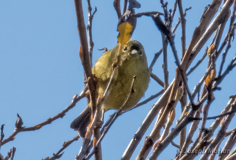 Orange-crowned Warbler - Joseph Morlan