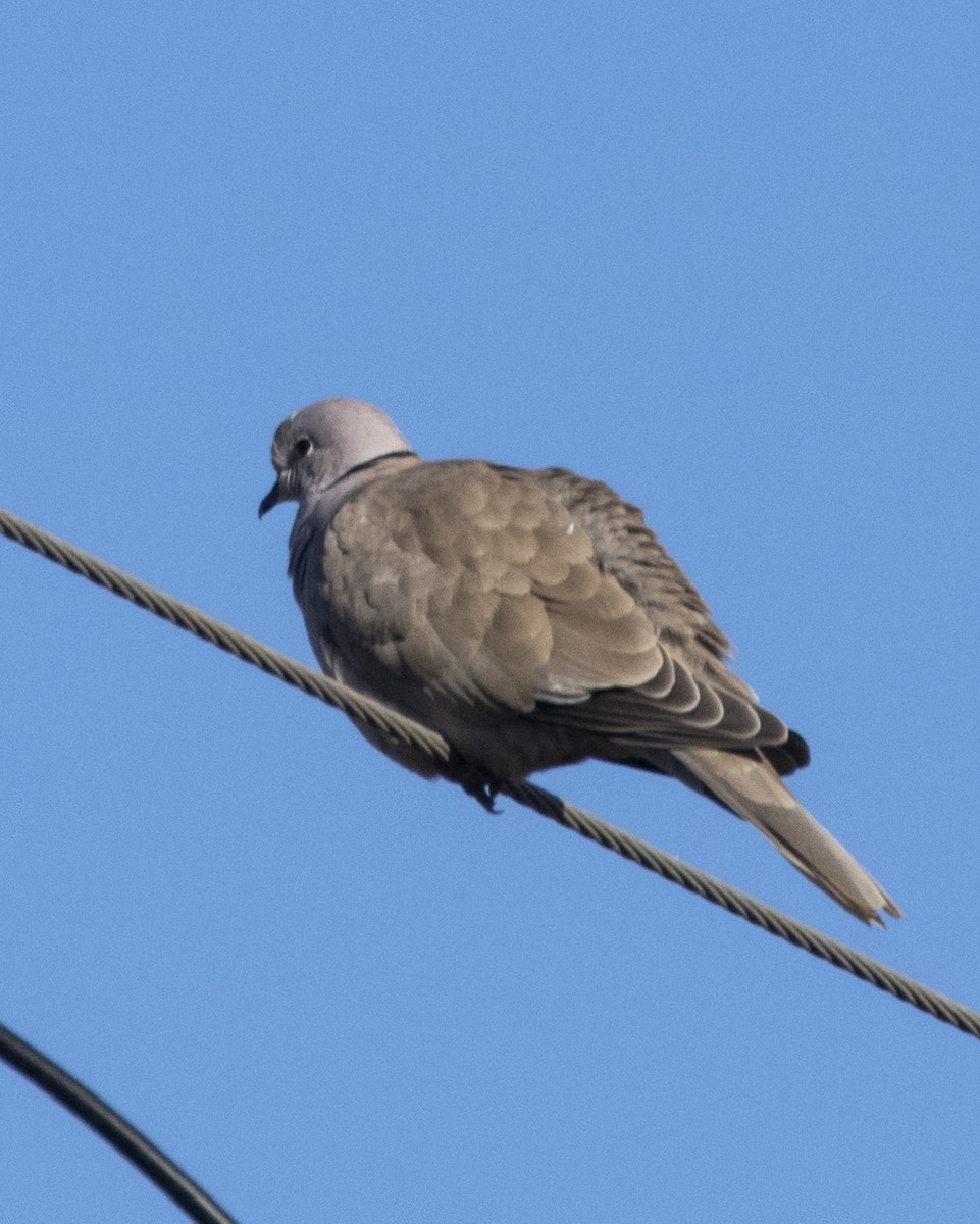 Eurasian Collared-Dove - ML289622631