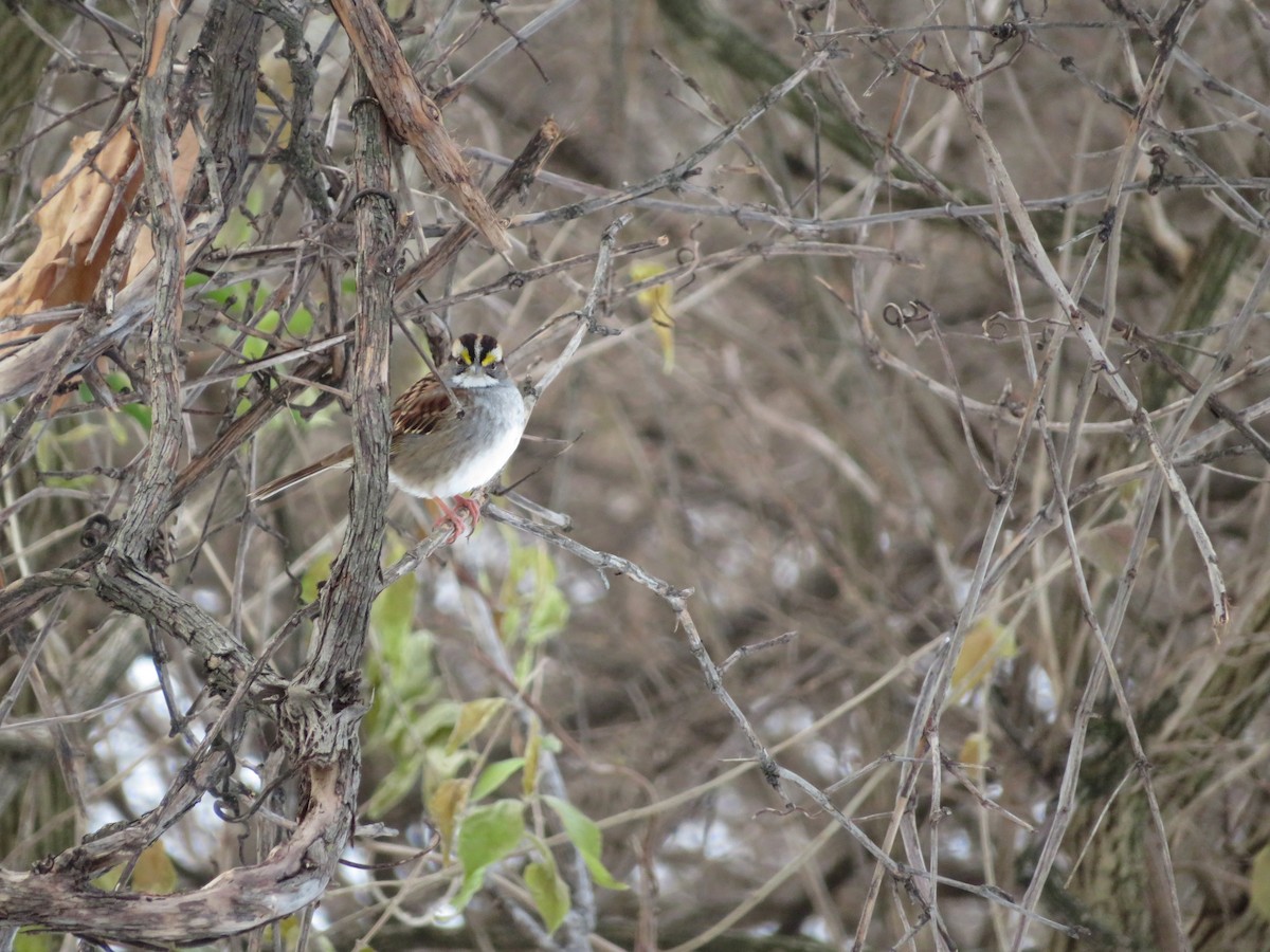 Ak Boğazlı Serçe - ML289625531