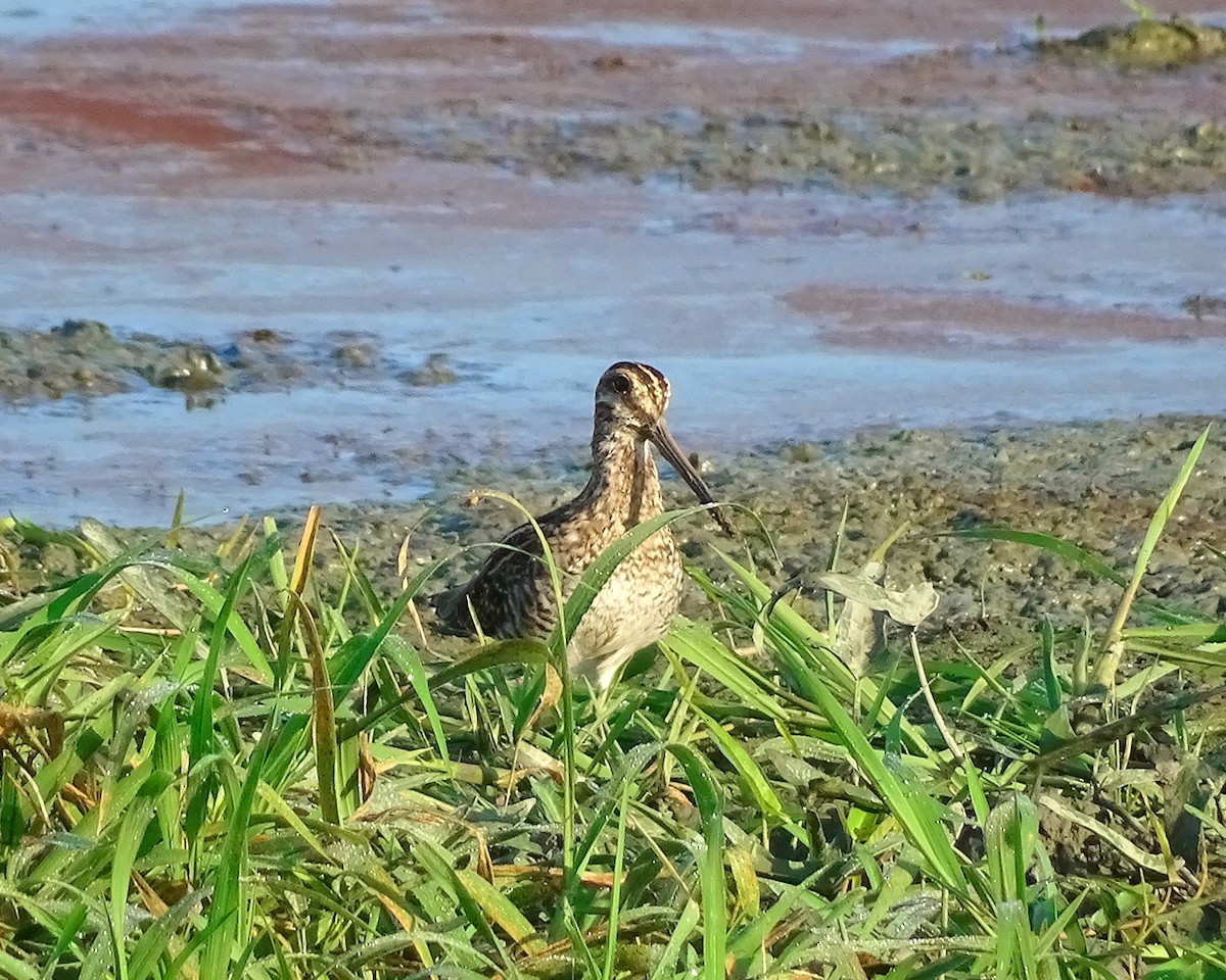 Wilson's Snipe - ML289627021