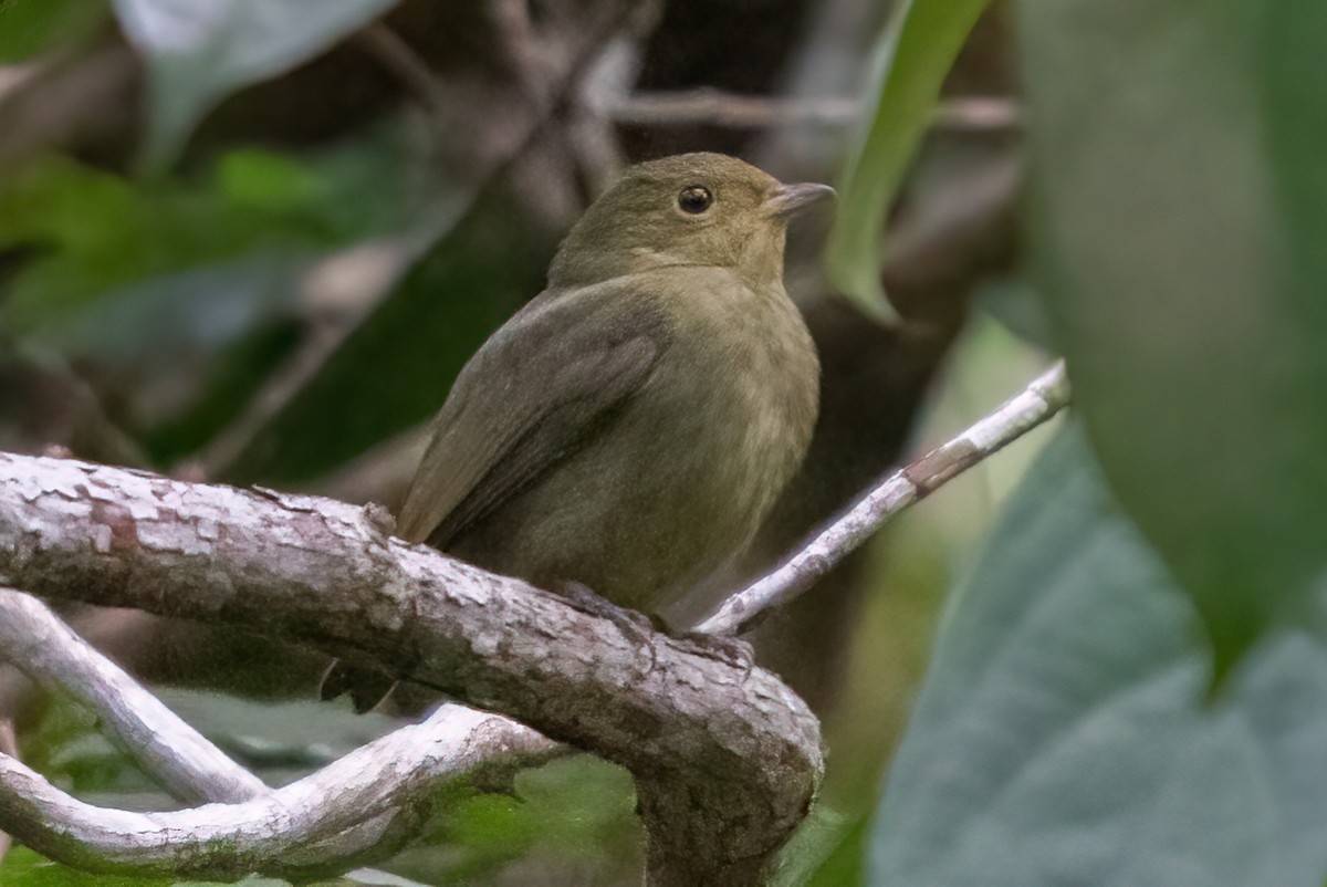 Red-capped Manakin - ML289627921