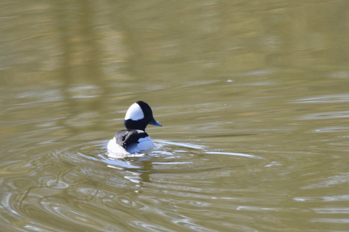 Bufflehead - ML289628821