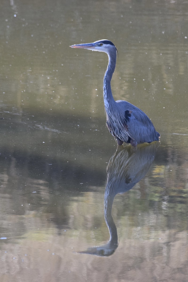 Great Blue Heron - Carolyn Harris