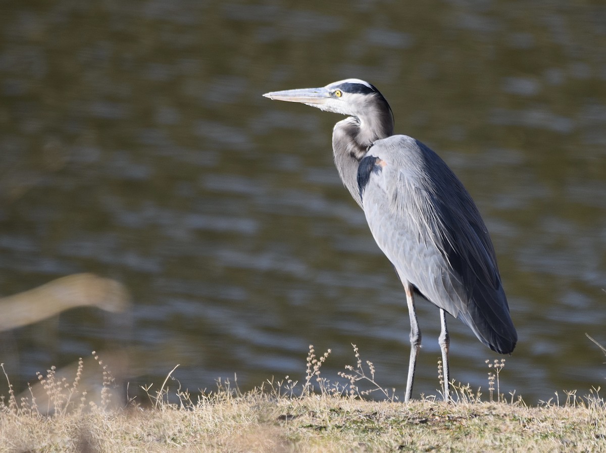 Great Blue Heron - Carolyn Harris