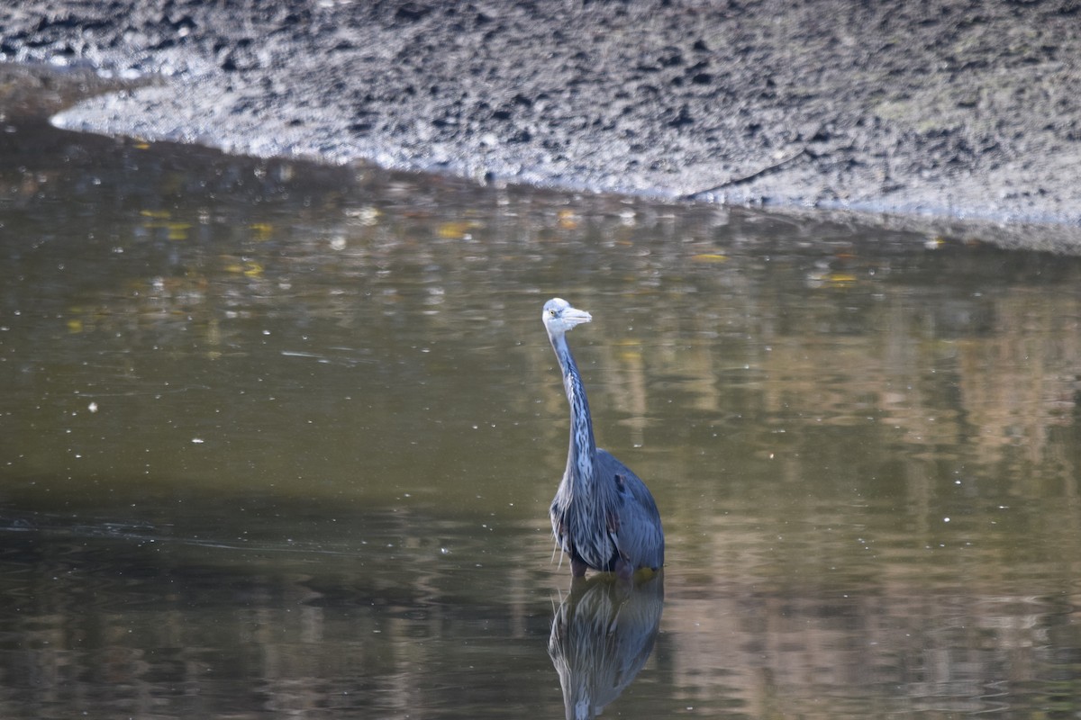 Great Blue Heron - ML289629611