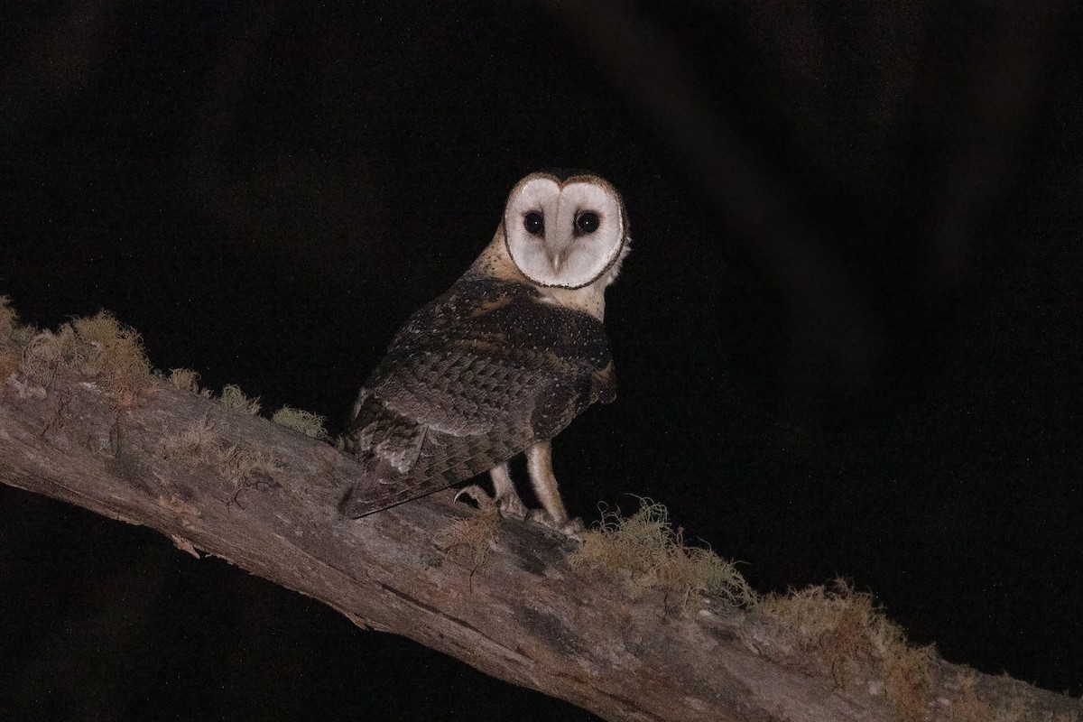 Australian Masked-Owl - Chris Murray