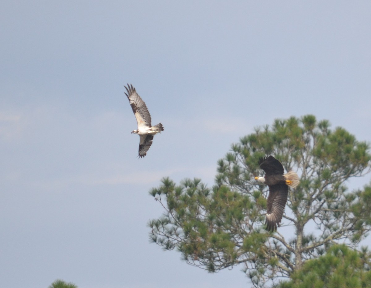 Bald Eagle - Cynthia Elder