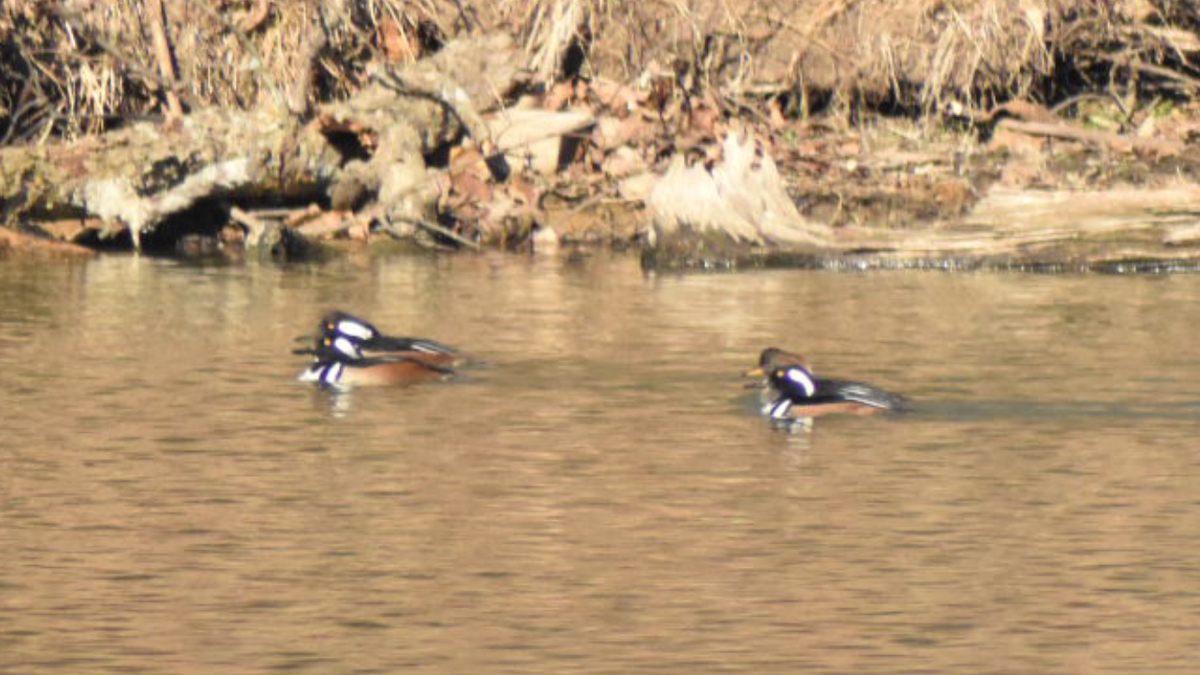 Hooded Merganser - ML289632101