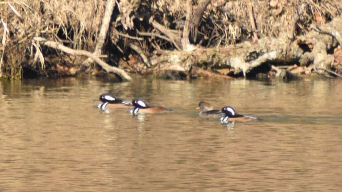 Hooded Merganser - ML289632111