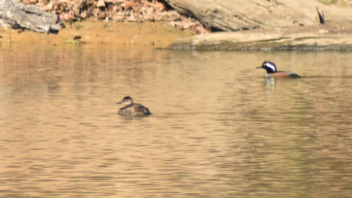 Ruddy Duck - ML289632221