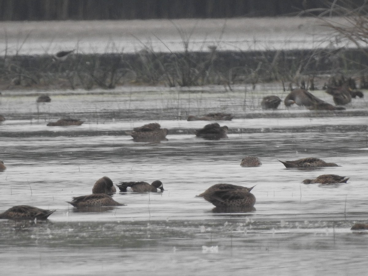 Blue-winged Teal - ML289634781