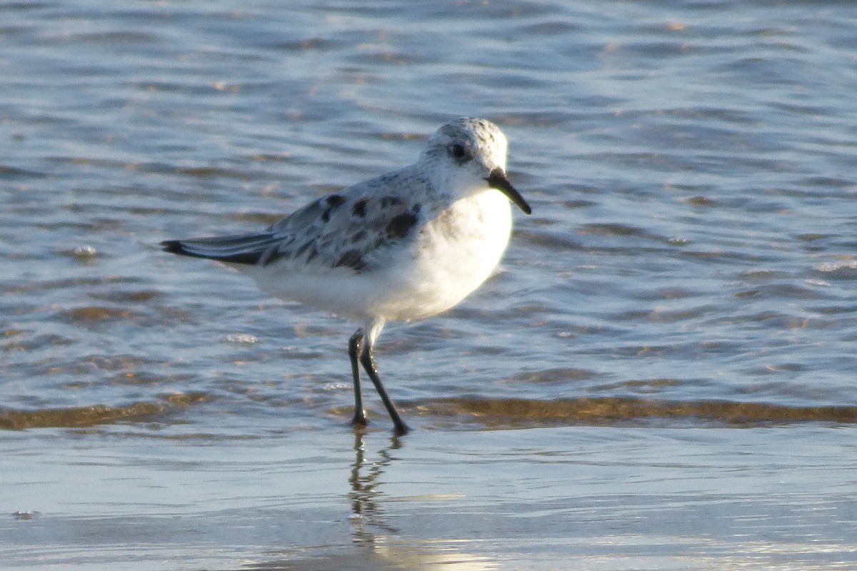 Sanderling - ML289635611