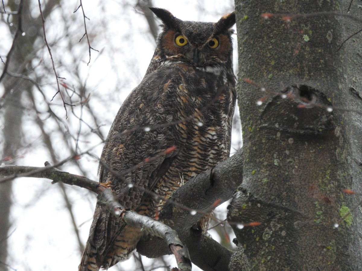 Great Horned Owl - ML289635941