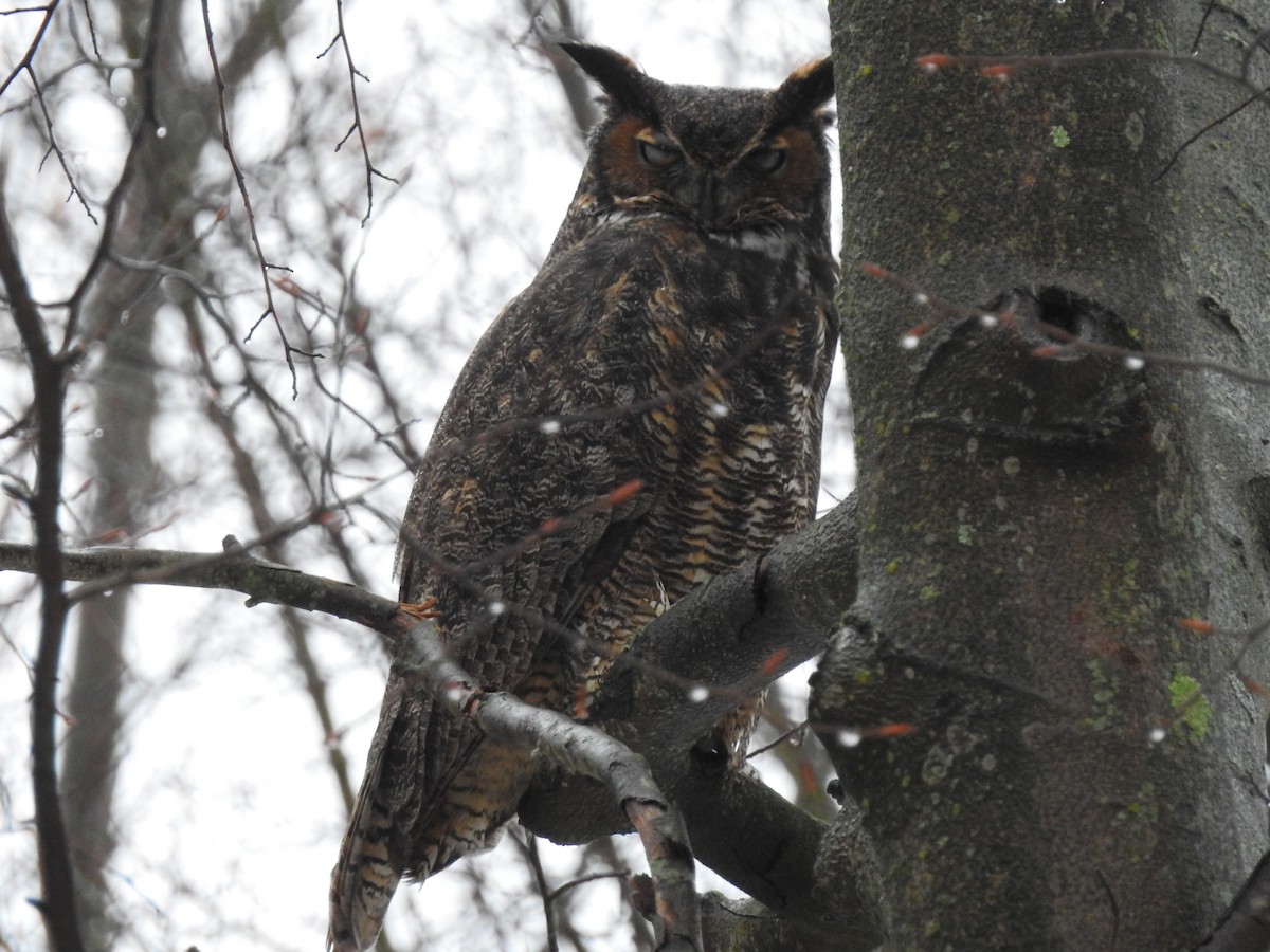 Great Horned Owl - ML289636141