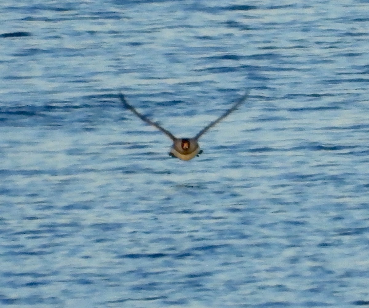 Barrow's Goldeneye - Christian Hawn