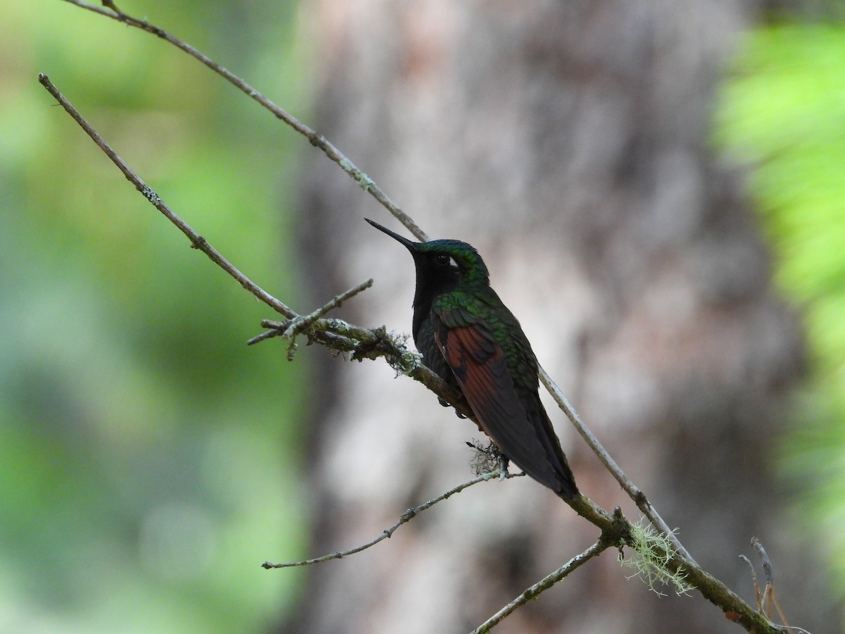 Garnet-throated Hummingbird - ML289639621