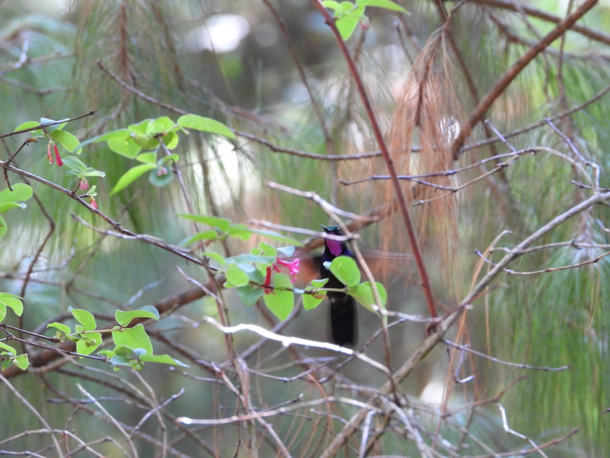 Garnet-throated Hummingbird - ML289639681