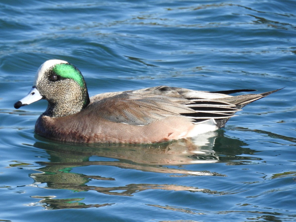 American Wigeon - ML289641211