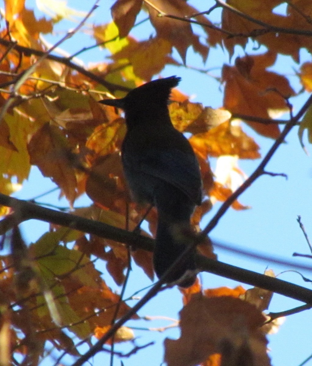 Steller's Jay - ML289641941