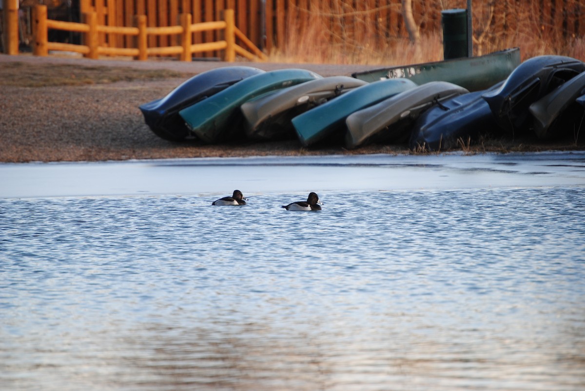 Ring-necked Duck - Connor Carlbom